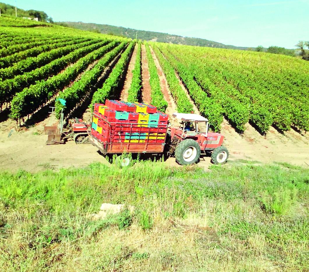 I vini e il territorio: sul caso Mamoiada incontro con l'opinion leader