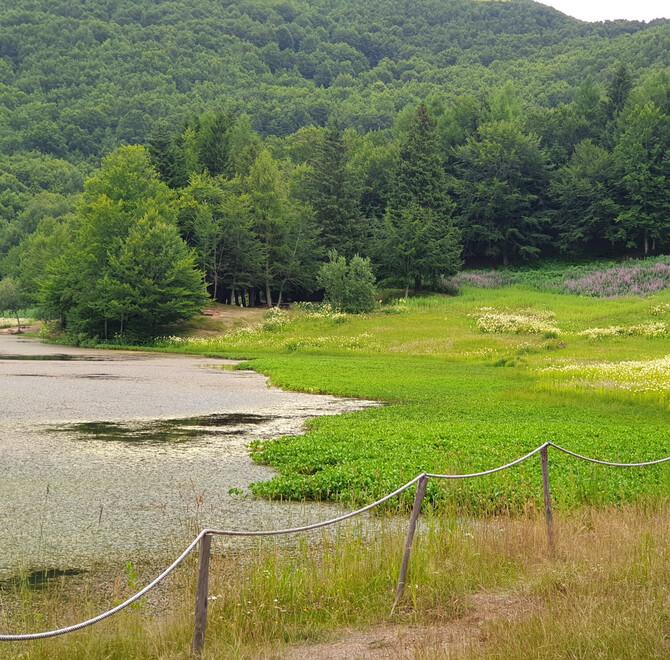 Lago Calamone invaso dalle alghe «Potiamole e tornerà al suo splendore»