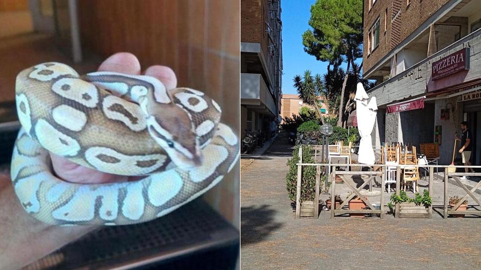 Livorno, il giallo del serpente: «Il pitone era da giorni alla Rosa qualcuno lo ha abbandonato lì»