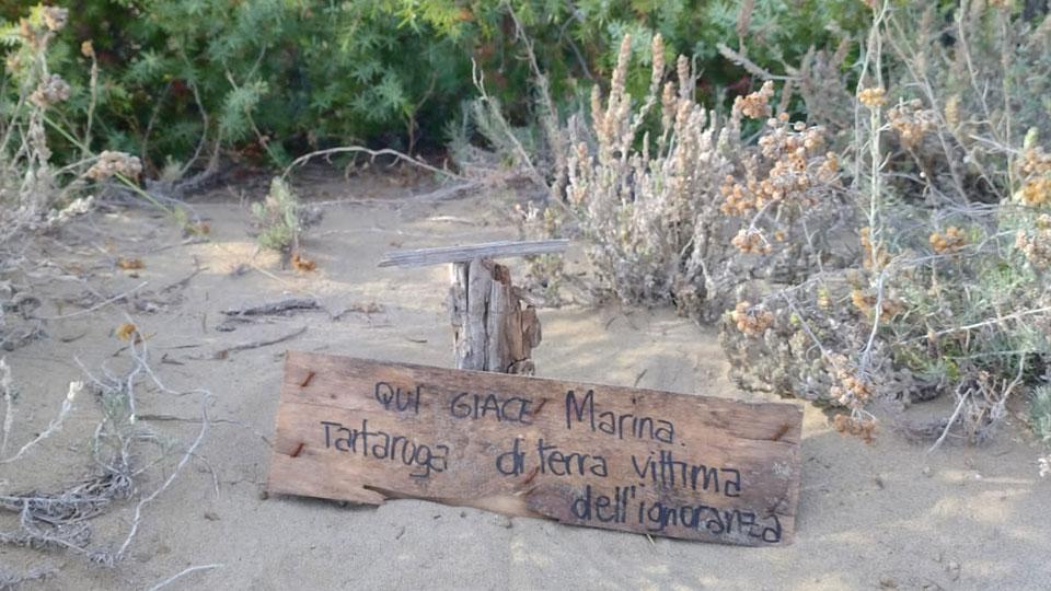 Marina di Grosseto, una tomba per la tartaruga di terra scambiata per una Caretta: «Gettata in acqua per ignoranza»
