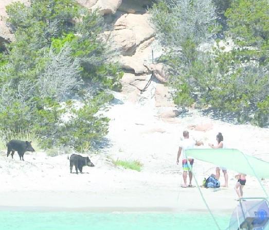 Arcipelago della Maddalena, allarme cinghiali: rubano le borse e rovinano le ferie