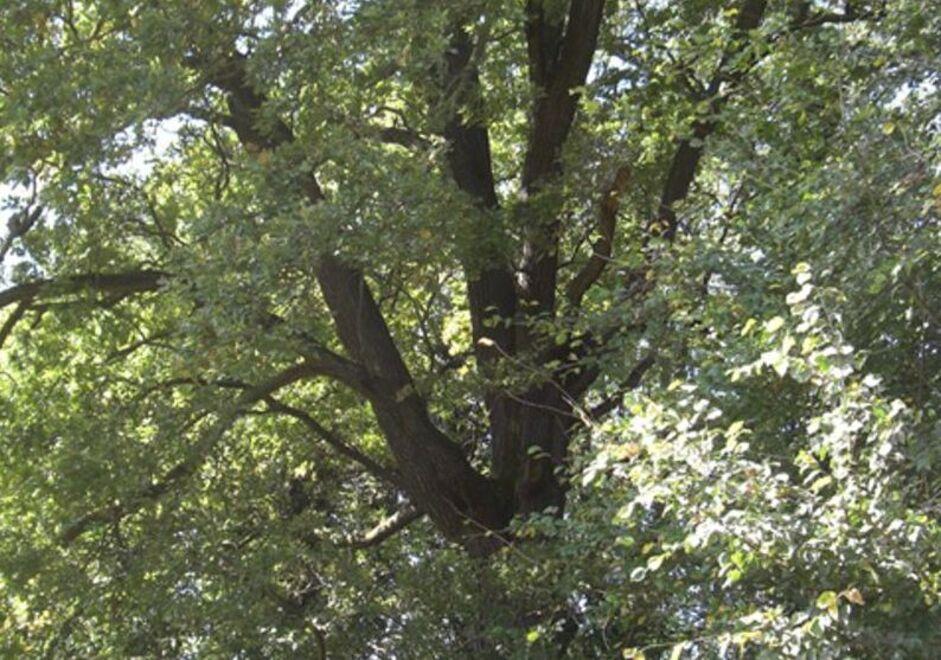Le piante saranno posizionate tenendo conto delle peculiarità di ogni sito