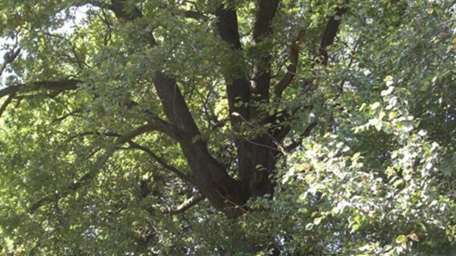 Le piante saranno posizionate tenendo conto delle peculiarità di ogni sito