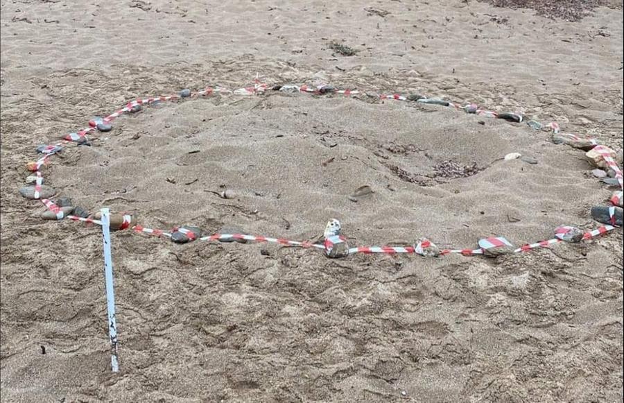 Arbus, 123 uova di Caretta caretta a Tunaria-Porto Palma