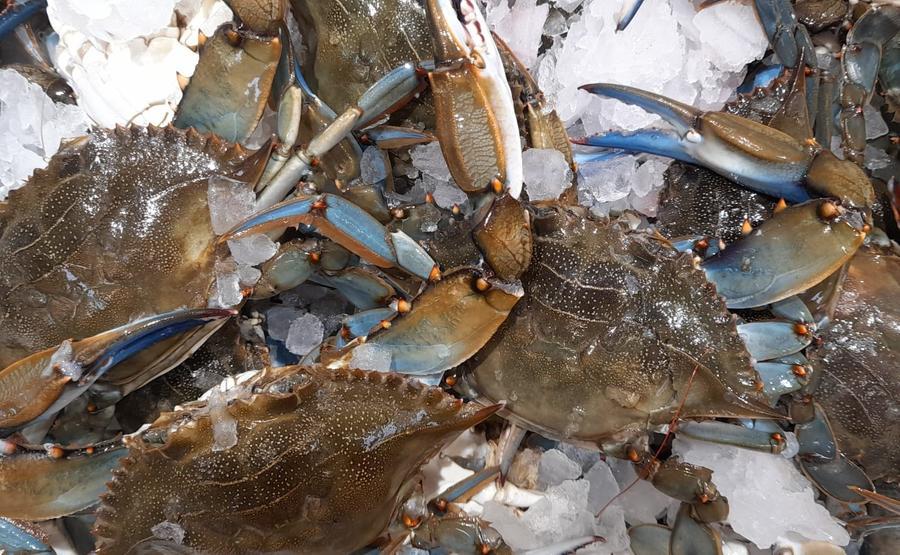 Grosseto, il granchio blu finisce in tavola