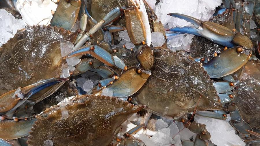 Grosseto, il granchio blu finisce in tavola