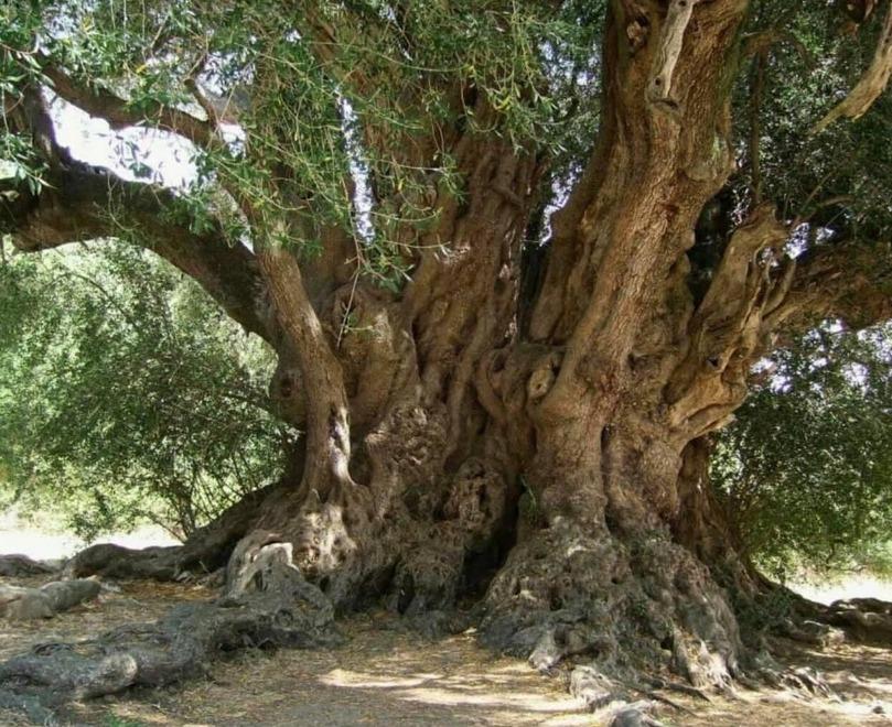 Luras, S'ozzastru testimone di nozze