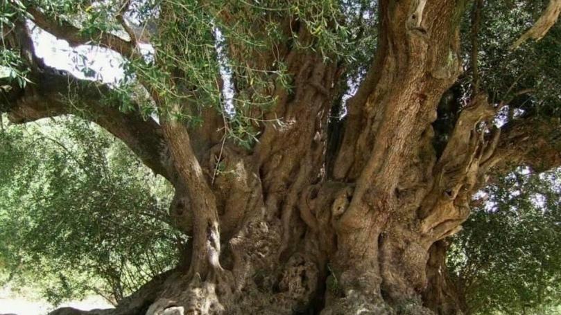 Luras, S'ozzastru testimone di nozze