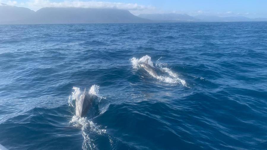 Uno degli avvistamenti