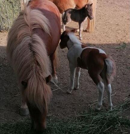 Portomaggiore. Un cavallo, 3 polli e 9 gatti spariti: «Sono stati sbranati dai lupi»