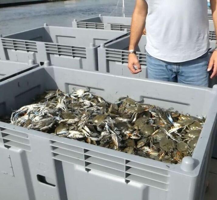 Goro. Granchio blu, arrivano tre milioni