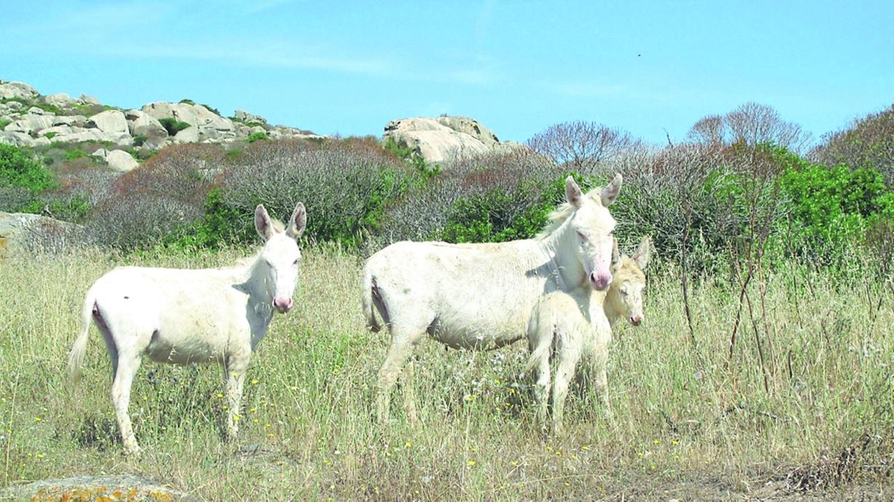 Gli asinelli bianchi dell’Asinara: una specie unica da tutelare