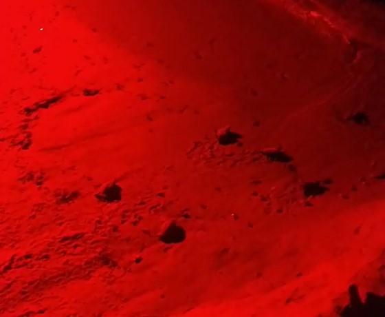 A Galenzana le prime 54 tartarughe nate in Toscana nel 2023 – Video