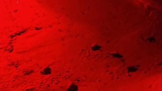 A Galenzana le prime 54 tartarughe nate in Toscana nel 2023 – Video