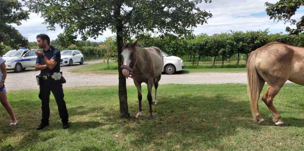 Cavalli in fuga, recuperati dalla polizia locale<br type="_moz" />
