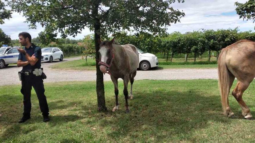 Cavalli in fuga, recuperati dalla polizia locale<br type="_moz" />