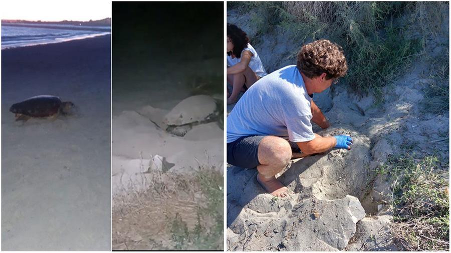 
	due immagini del video girato dal piccolo Alessio con la sua mamma, che mostra l&rsquo;arrivo della tartaruga e la deposizione delle uova sulla spiaggia di Vada e&nbsp;un esperto che controlla il nido

