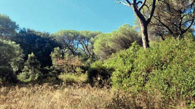 Pinete di Marina di Grosseto e Principina. «Rischiano di sparire a breve, ecco perché»
