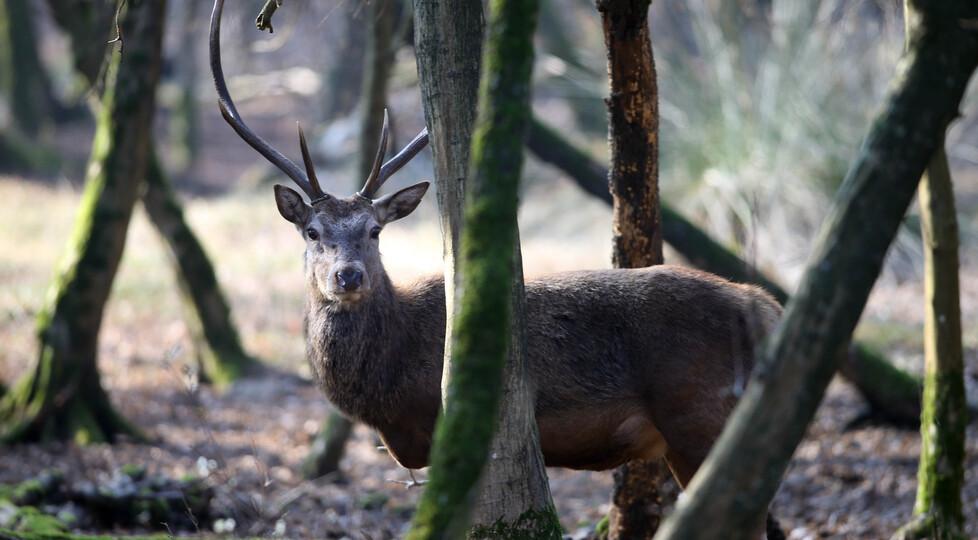 Escursioni nel Parco del Delta del Po. Venerdì si va sulle tracce del cervo