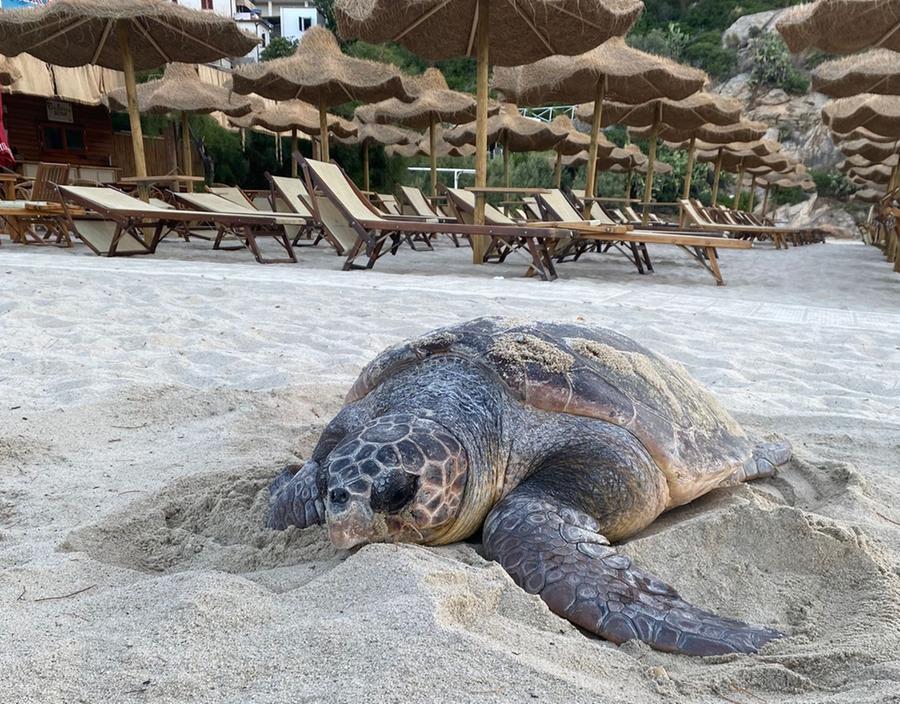 Mamma tartaruga è tornata a Fetovaia, probabile secondo nido sulla spiaggia e settimo all’isola d’Elba – Video