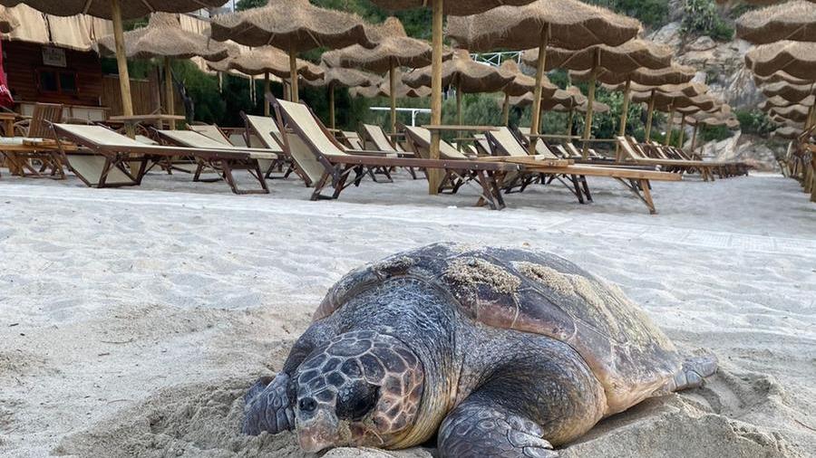 Mamma tartaruga è tornata a Fetovaia, probabile secondo nido sulla spiaggia e settimo all’isola d’Elba – Video