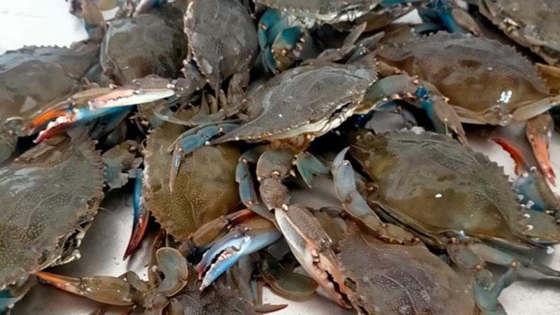 Lotta serrata al granchio blu. Dal governo in arrivo 2,9 milioni<br>
