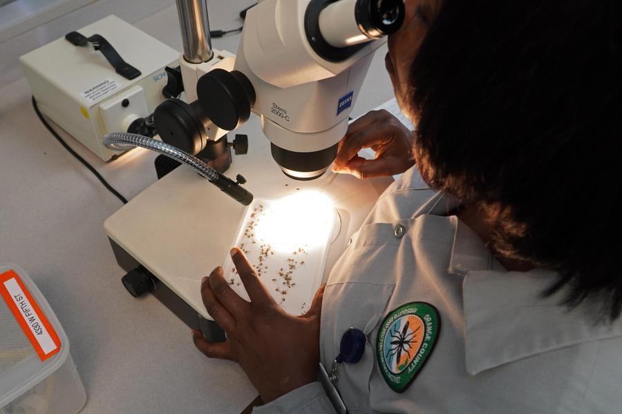 Caso sospetto di West Nile a Valledoria: alla Asl di Sassari sotto esame una cornacchia grigia