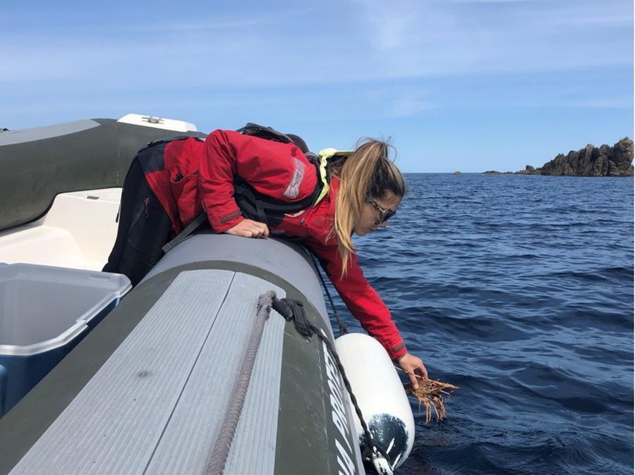 Il cammino dell’aragosta rossa dall’Asinara sino a Bonifacio