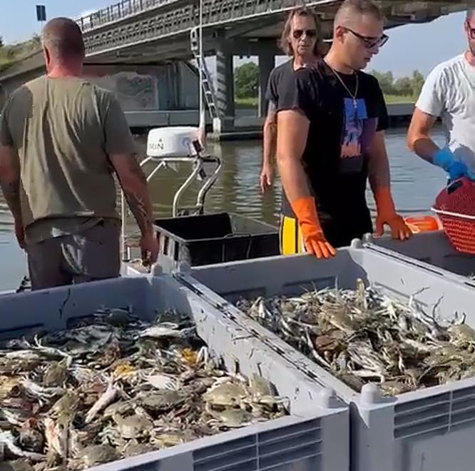 «I granchi blu diventino risorsa». A Goro e Comacchio il no dei pescatori: «È un suicidio»