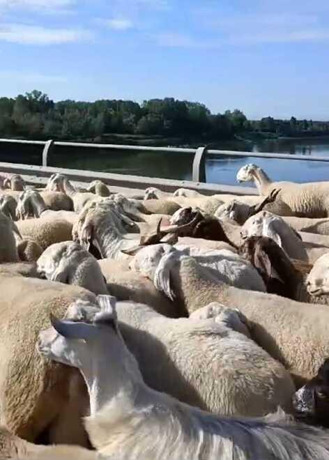 Le pecore sul ponte del Po fermano anche il traffico