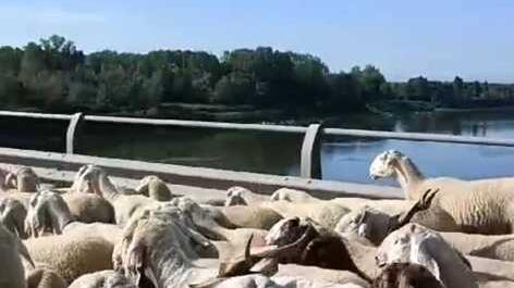 Le pecore sul ponte del Po fermano anche il traffico