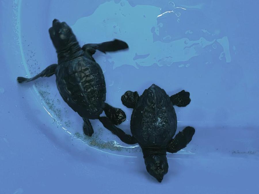 
	Le due tartarughine<em> (a cura di Federico Spano)</em>

