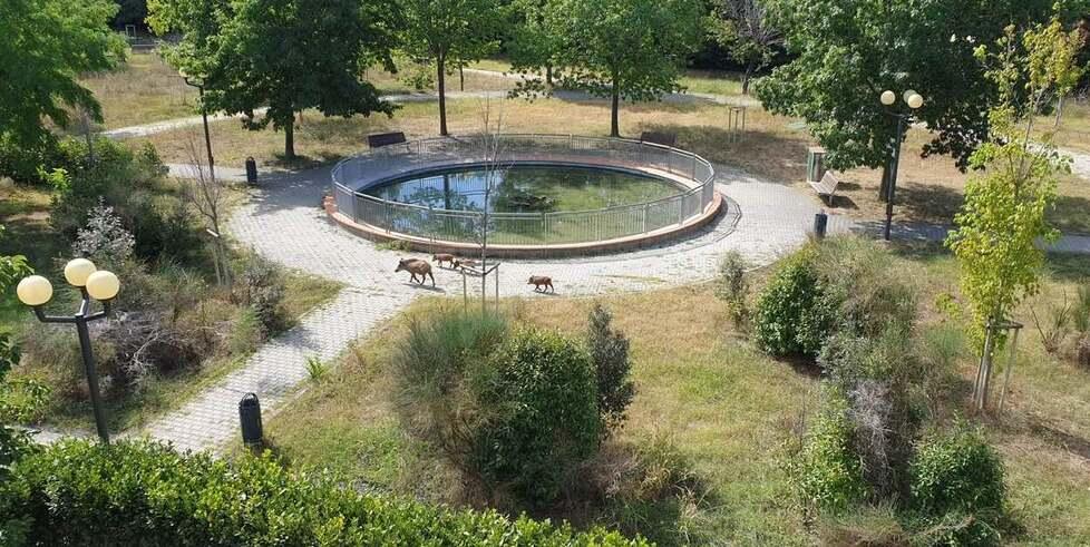 Coverciano, cinghiali invadono il parco. L’allarme: «Qui giocano i nostri bimbi»