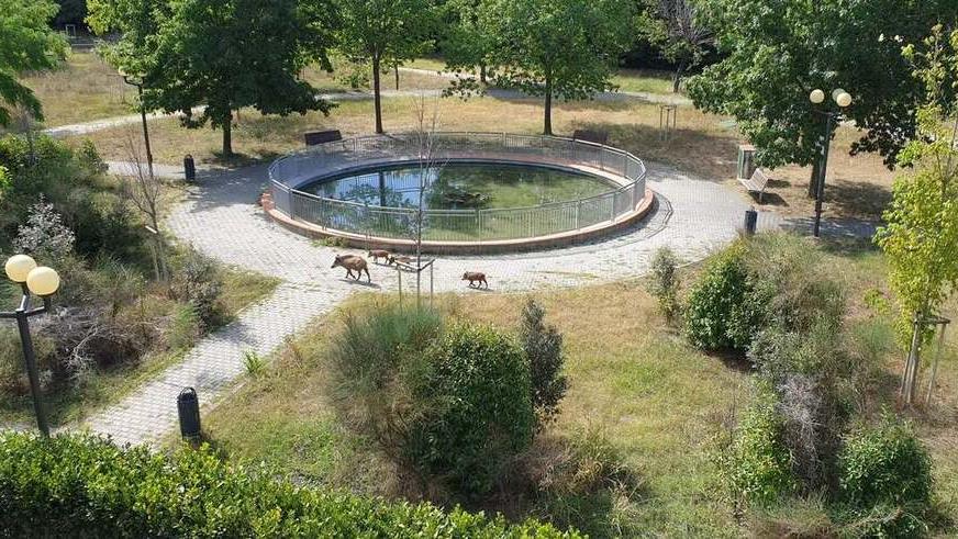 Coverciano, cinghiali invadono il parco. L’allarme: «Qui giocano i nostri bimbi»