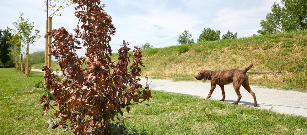 Empoli, alberi piantati e già secchi. Ora il Comune li sostituisce