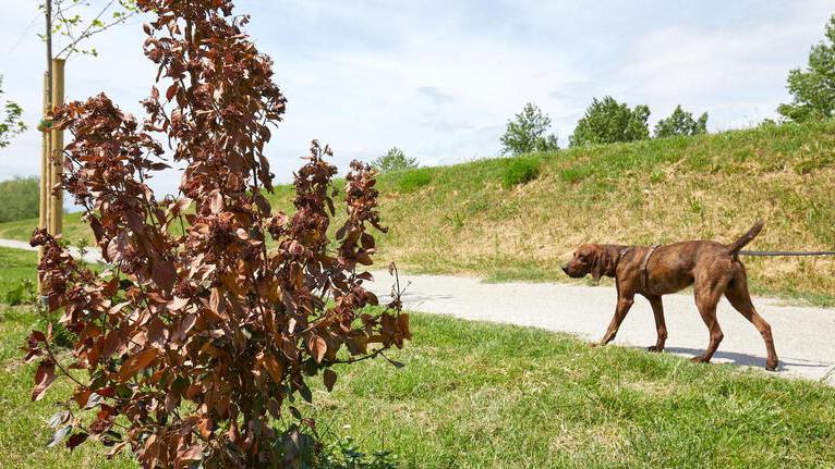 Empoli, alberi piantati e già secchi. Ora il Comune li sostituisce