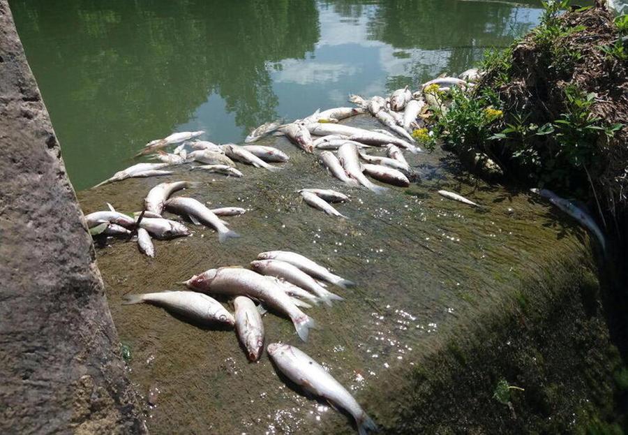 
	Pesci morti nel fiume Elsa

