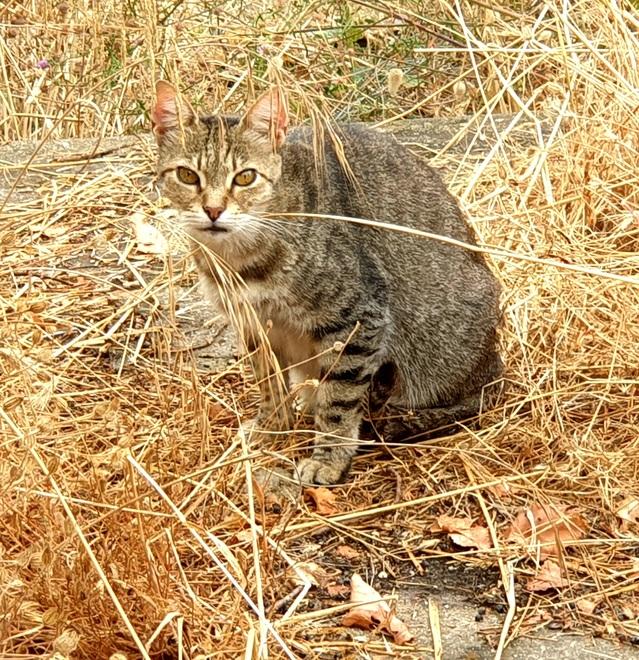 Sassari, lavori all’ex colonia campestre: trasloco temporaneo per 22 gatti