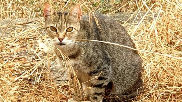 Sassari, lavori all’ex colonia campestre: trasloco temporaneo per 22 gatti