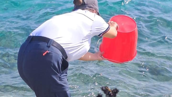 Turista sorpreso a pescare ricci a Golfo Aranci: mille euro di multa
