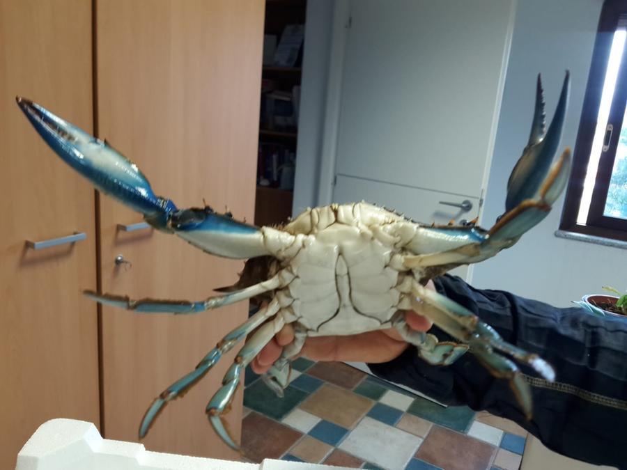 Granchio blu, la “ricetta” del Flag: «La soluzione? Mangiarlo»