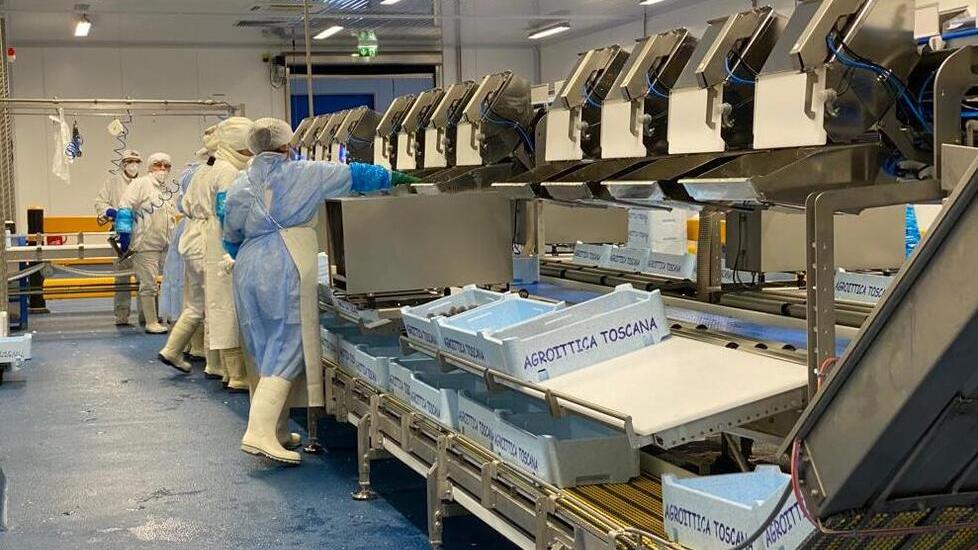 La linea dedicata al confezionamento del pesce all’interno dell’azienda Agroittica Toscana