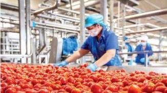 Un’addetta alla lavorazio- ne del pomodoro ad Albinia