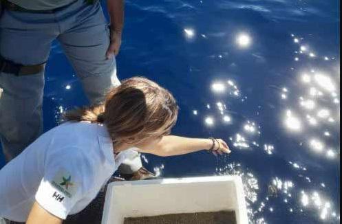 Salvate 25 tartarughine marine sperdute nella spiaggia del Poetto