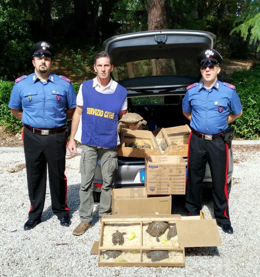 Firenze, teneva 37 tartarughe protette in un appartamento: i carabinieri le sequestrano e segnalano il proprietario alla magistratura