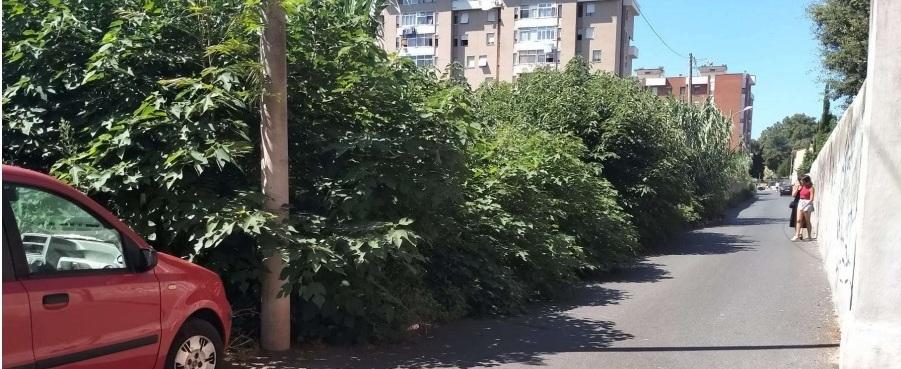 Livorno, in via della (foresta) Ambrogiana: «Case e strada invase dalle erbacce»