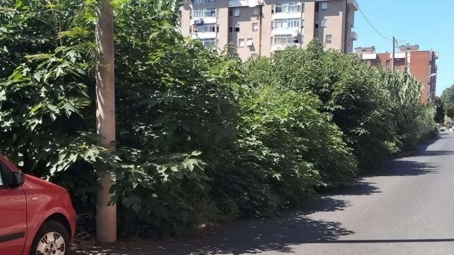 Livorno, in via della (foresta) Ambrogiana: «Case e strada invase dalle erbacce»