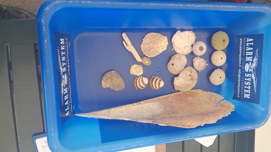 Olbia, turisti fermati all’imbarco per Livorno con una pinna nobilis nel bagagliaio