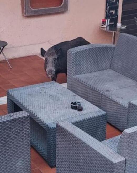 Un cinghiale tra i divanetti del ristorante Vinicio ad Ansedonia