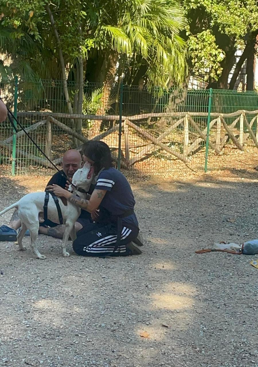 Livorno, ritrovato il cane Weiss: il pitbull sordo era scomparso da cinque giorni  – Video
